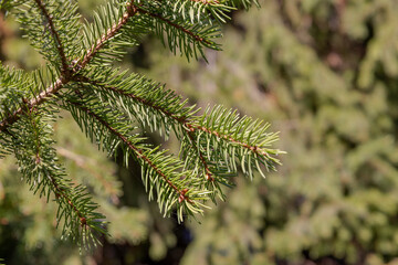 evergreen spruce tree in autumn park