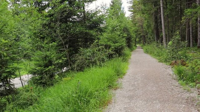 Walking along a path in a beautiful forest in summertime