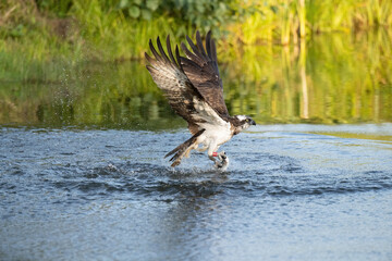 Osprey (Pandion haliaetus). Osprey lifts prey from water with powerful wings slicing through droplets. Shallow stream surrounded by dense greenery. Scene captures precision and grace in motion.
