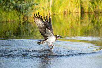 Osprey (Pandion haliaetus). Osprey rises with fish clutched below and wings arching for lift. Calm water reflecting reeds and sky. The elegance of nature frozen in a moment of success.