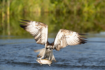 Osprey (Pandion haliaetus). Osprey lifts freshly caught fish from rippling surface. Riverbank...