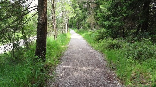 Walking along a path in a beautiful forest in summertime