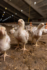 a poultry farm where chicken chickens are raised to produce meat products