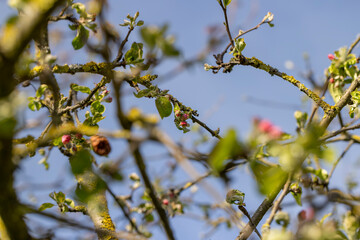 sunny weather in an orchard with apple