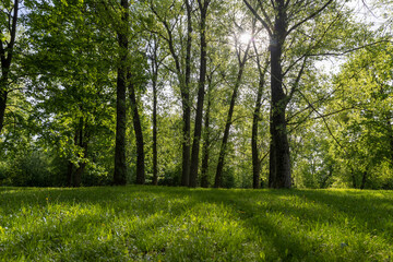 Fototapeta premium deciduous maple trees and other trees in the park in sunny weather, landscape