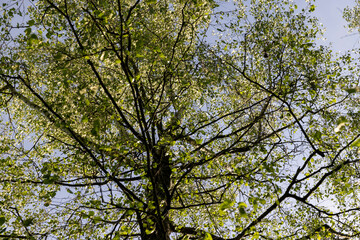 green new foliage of deciduous trees in sunny weather