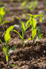 a monocultural field with fresh corn sprouts in fertile soil with fertilizers