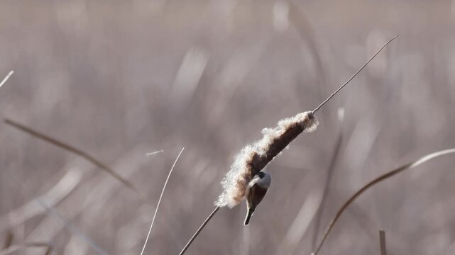 Eurasian penduline tit holds onto the seed head typha and and looks for insects on a sunny spring day.