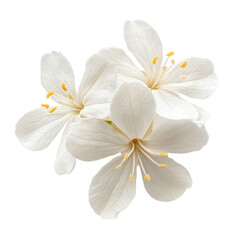 Delicate white jasmine flower isolated on transparent background