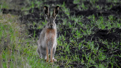 European hare sitting on grass in early spring in a field.
