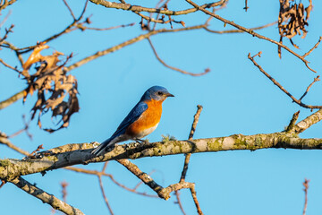 Eastern bluebird on branch