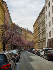 Fototapeta premium Spring streets on which the sakuri grows