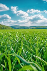 Fototapeta premium Fresh Green Grass Under a Bright Sky in a Serene Landscape During Afternoon Sunlight