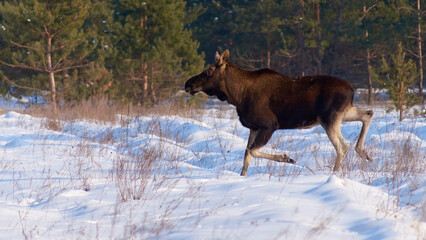 elk running through a forest clearing covered with snow in winter