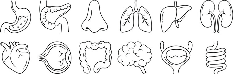Educational lineart vector of human organs including brain, heart, lungs, liver, stomach, and intestines, perfect for medical infographics, biology lessons, and healthcare illustrations