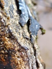 lichen on tree bark