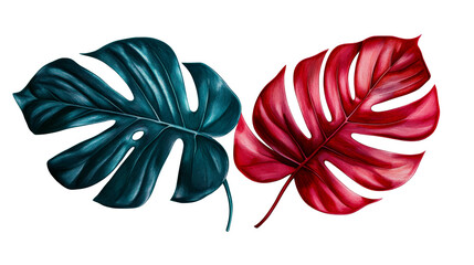 Two stylized monstera leaves, teal and red color, cut out transparent