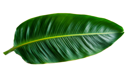 Lush green banana leaf, detailed veins, tropical foliage, isolated, cut out transparent