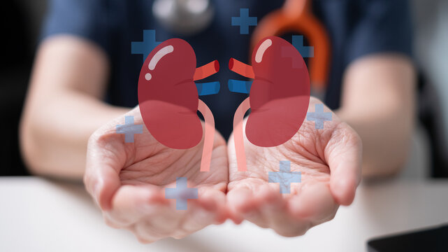 Doctor holding kidney disease health care medicals diagnosis organ donation transplant renal replacement therapy cancer dialysis concept