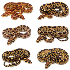 Diverse snake collection: An eye-level shot presents a rich variety of snakes, displaying intricate patterns and colors, captured with sharp details, highlighting reptile beauty