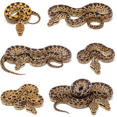 Venomous Creatures: A collage featuring a collection of intriguing snakes showcasing intricate patterns and textures.  Emphasizing both the beauty and potential danger of the serpents.