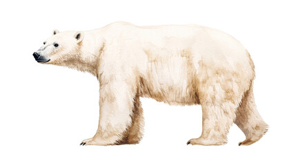 Polar bear watercolor illustration, winter animal portrait, wildlife, cut out transparent