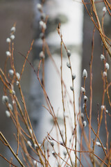 Willow in springtime in Finland