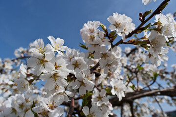 Obraz premium almond blossom in spring time, white flowers against blue sky