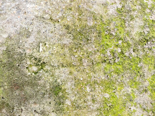 Moss covered concrete wall texture as background natural pattern design element