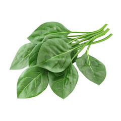 Obraz premium 3D icon of Malabar spinach isolated on transparency background