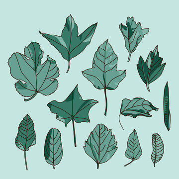 Collection of Hand-Drawn Tropical Leaves in a Botanical Style