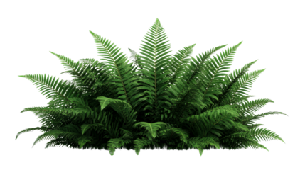 Green fern plant lush foliage, botanical isolated backdrop, cut out transparent