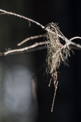 Lichen growing on tree branches in the Finnish nature in early spring