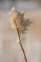 Fluffy plant in Finnish nature in early spring