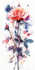 watercolor illustration of red rose