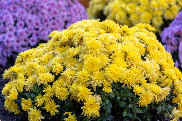 Chrysanthemums flowers in flowerbed outdoors in autumn