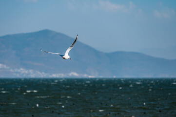 A seagull flying on the lake