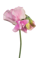 sweetpea flower