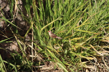 Common Waxbill