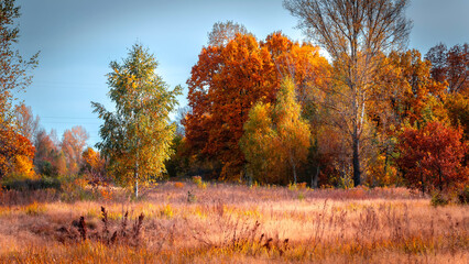 Beautiful autumn trees in the field in the cloudy day.