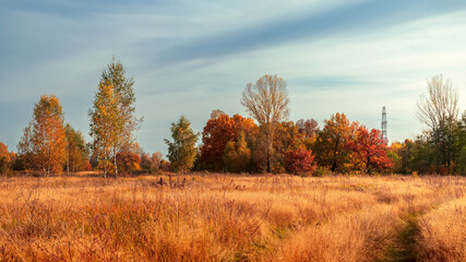 Beautiful autumn trees in the field in the cloudy day.