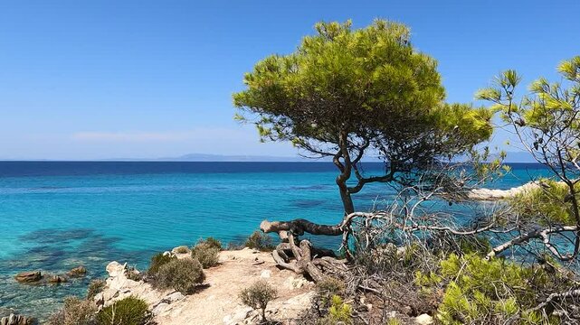 Tranquil scenery of Mega Portokali beach, Sithonia, Greece, with photogenic maritime pine ib foreground, blue sea and Mt Atos in background