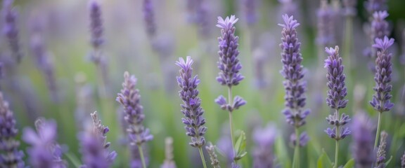 Obraz premium Close Up Lavender Garden Intricate Details, Focus on Flowers, Calming Purple