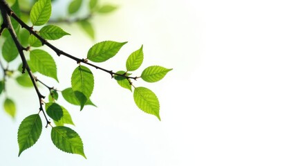 Obraz premium Isolated branches with twigs and leaves on a white background, texture, foliage