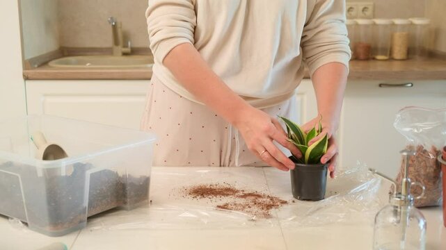A woman transplants a Sansevieria plant into a pot and fills it with earth from a scoop. Planting and caring for houseplants on the kitchen table transforms the home into a green oasis.
