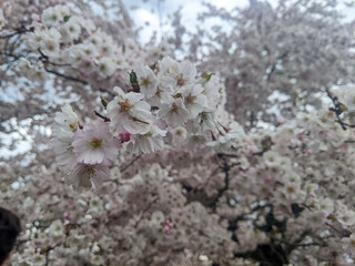 A close-up of an insect on delicate white and pink cherry blossoms in full bloom on tree branches during a calm spring day, representing tranquility and renewal.