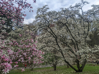 Delicate white Cherry Blossoms and pink Magnolia flowers blooming on trees in the park during a calm spring day, representing tranquility and renewal.