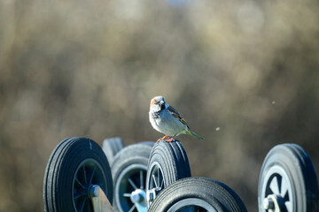 A small house sparrow bird stands on the wheels of a stroller, showcasing its feathers while enjoying a sunny day in the park. The background is softly blurred, highlighting the bird