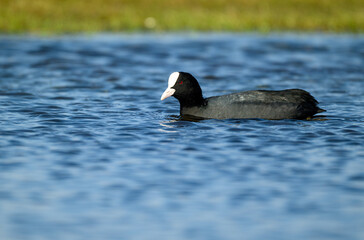 A coot glides smoothly across the calm waters of a picturesque lake, surrounded by lush greenery under a bright blue sky in early spring