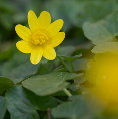 Fototapeta premium Beautiful close-up of a ficaria verna flower